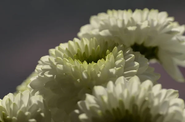 菊花开花植物的闭塞处理 — 图库照片