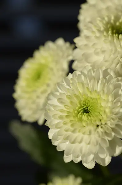 Closeup White Guldaodi Chrysanthemum Flowering Plant — Stock Photo, Image