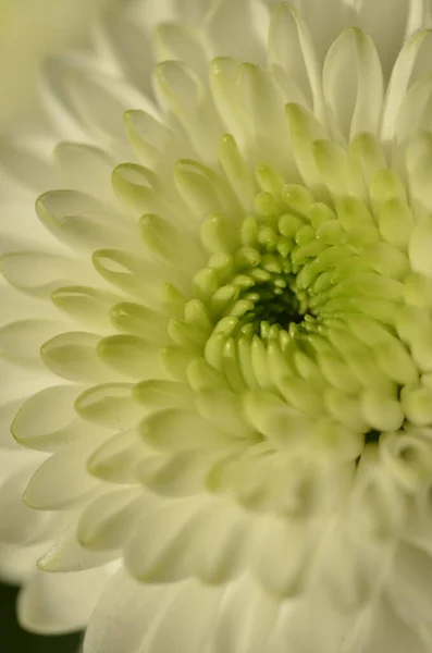 Closeup White Guldaodi Chrysanthemum Flowering Plant — Stock Photo, Image