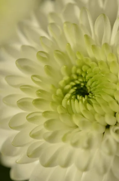 Closeup White Guldaodi Chrysanthemum Flowering Plant — Stock Photo, Image