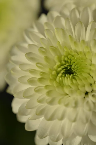 Close Van White Guldaodi Chrysant Bloeiende Plant — Stockfoto