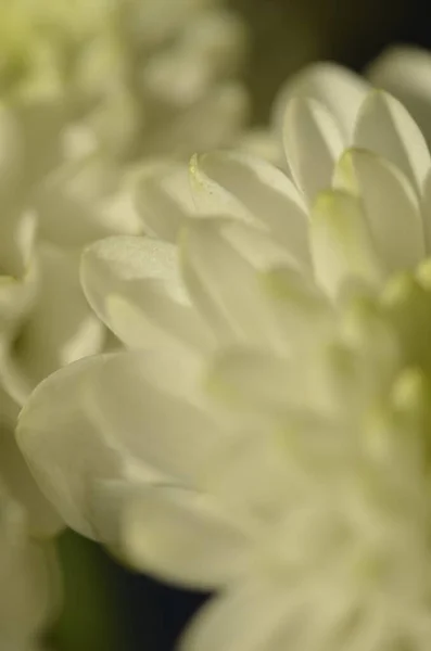 Closeup White Guldaodi Chrysanthemum Flowering Plant — Stock Photo, Image