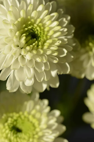 Closeup White Guldaodi Chrysanthemum Flowering Plant — Stock Photo, Image