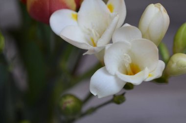 Biftek ve fasulyeli domuz budu.