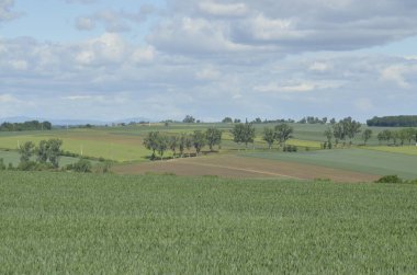 Buğdaylı yeşil tarla