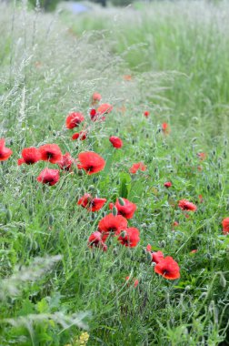 Parlak kırmızı mısır tarlası Yazın gelincik çiçekleri