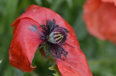 Parlak kırmızı mısır tarlası Yazın gelincik çiçekleri