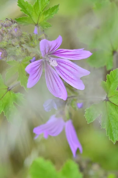 Fiore Viola Malva Nana Buttonweed Cheeseplant Cheeseweed Common Mallow Roundleaf — Foto Stock