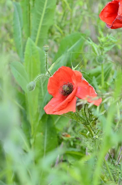 Campo Flores Papoula Milho Vermelho Brilhante Verão — Fotografia de Stock