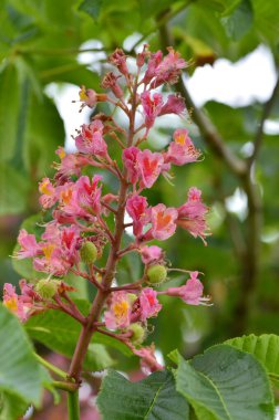 Kızıl Kestane 'nin makro manzaralı ağacı, çiçekler, Kızıl Kestane, Aesculus carnea, Hybrid Eesculus hipocastanum, Aesculus pavia