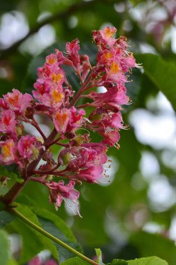 Kızıl Kestane 'nin makro manzaralı ağacı, çiçekler, Kızıl Kestane, Aesculus carnea, Hybrid Eesculus hipocastanum, Aesculus pavia