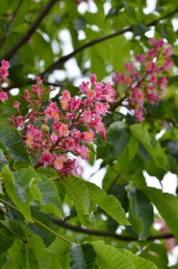 Kızıl Kestane 'nin makro manzaralı ağacı, çiçekler, Kızıl Kestane, Aesculus carnea, Hybrid Eesculus hipocastanum, Aesculus pavia