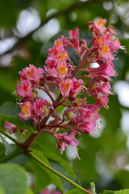 Kızıl Kestane 'nin makro manzaralı ağacı, çiçekler, Kızıl Kestane, Aesculus carnea, Hybrid Eesculus hipocastanum, Aesculus pavia