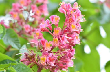 Kızıl Kestane 'nin makro manzaralı ağacı, çiçekler, Kızıl Kestane, Aesculus carnea, Hybrid Eesculus hipocastanum, Aesculus pavia