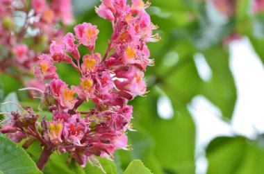 Kızıl Kestane 'nin makro manzaralı ağacı, çiçekler, Kızıl Kestane, Aesculus carnea, Hybrid Eesculus hipocastanum, Aesculus pavia