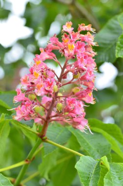 Kızıl Kestane 'nin makro manzaralı ağacı, çiçekler, Kızıl Kestane, Aesculus carnea, Hybrid Eesculus hipocastanum, Aesculus pavia