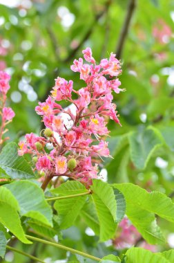 Kızıl Kestane 'nin makro manzaralı ağacı, çiçekler, Kızıl Kestane, Aesculus carnea, Hybrid Eesculus hipocastanum, Aesculus pavia