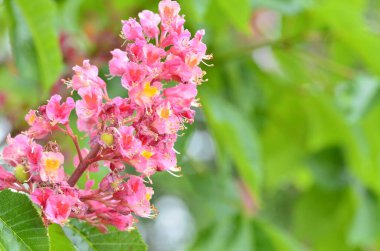 Kızıl Kestane 'nin makro manzaralı ağacı, çiçekler, Kızıl Kestane, Aesculus carnea, Hybrid Eesculus hipocastanum, Aesculus pavia