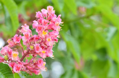 Kızıl Kestane 'nin makro manzaralı ağacı, çiçekler, Kızıl Kestane, Aesculus carnea, Hybrid Eesculus hipocastanum, Aesculus pavia