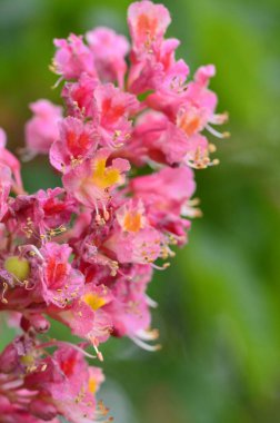 Kızıl Kestane 'nin makro manzaralı ağacı, çiçekler, Kızıl Kestane, Aesculus carnea, Hybrid Eesculus hipocastanum, Aesculus pavia
