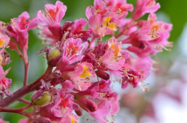 Kızıl Kestane 'nin makro manzaralı ağacı, çiçekler, Kızıl Kestane, Aesculus carnea, Hybrid Eesculus hipocastanum, Aesculus pavia