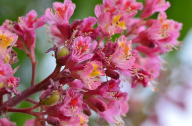 Kızıl Kestane 'nin makro manzaralı ağacı, çiçekler, Kızıl Kestane, Aesculus carnea, Hybrid Eesculus hipocastanum, Aesculus pavia