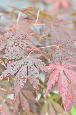 Japon akçaağacının kırmızı yaprakları (Acer japonicum) parkta bulanık bir zemin üzerinde sabah çiğ damlalarıyla