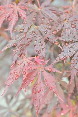 Japon akçaağacının kırmızı yaprakları (Acer japonicum) parkta bulanık bir zemin üzerinde sabah çiğ damlalarıyla