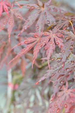 Japon akçaağacının kırmızı yaprakları (Acer japonicum) parkta bulanık bir zemin üzerinde sabah çiğ damlalarıyla