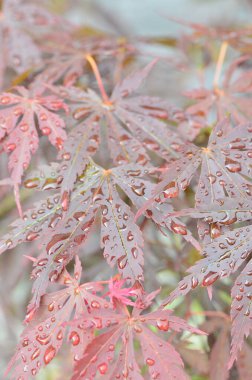 Japon akçaağacının kırmızı yaprakları (Acer japonicum) parkta bulanık bir zemin üzerinde sabah çiğ damlalarıyla