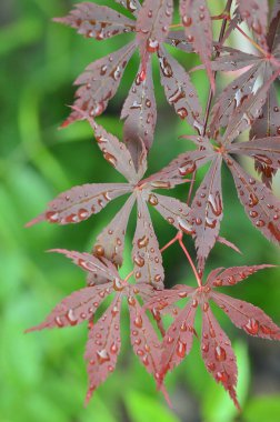 Japon akçaağacının kırmızı yaprakları (Acer japonicum) parkta bulanık bir zemin üzerinde sabah çiğ damlalarıyla