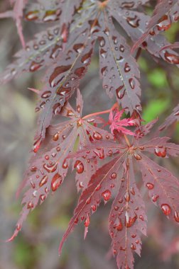 Japon akçaağacının kırmızı yaprakları (Acer japonicum) parkta bulanık bir zemin üzerinde sabah çiğ damlalarıyla