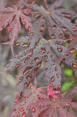 Japon akçaağacının kırmızı yaprakları (Acer japonicum) parkta bulanık bir zemin üzerinde sabah çiğ damlalarıyla