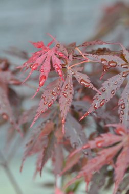 Japon akçaağacının kırmızı yaprakları (Acer japonicum) parkta bulanık bir zemin üzerinde sabah çiğ damlalarıyla