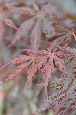 Japon akçaağacının kırmızı yaprakları (Acer japonicum) parkta bulanık bir zemin üzerinde sabah çiğ damlalarıyla