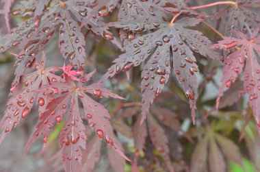 Japon akçaağacının kırmızı yaprakları (Acer japonicum) parkta bulanık bir zemin üzerinde sabah çiğ damlalarıyla