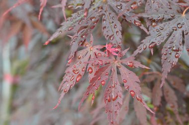 Japon akçaağacının kırmızı yaprakları (Acer japonicum) parkta bulanık bir zemin üzerinde sabah çiğ damlalarıyla