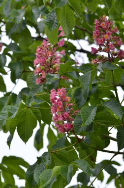 Kızıl Kestane 'nin makro manzaralı ağacı, çiçekler, Kızıl Kestane, Aesculus carnea, Hybrid Eesculus hipocastanum, Aesculus pavia