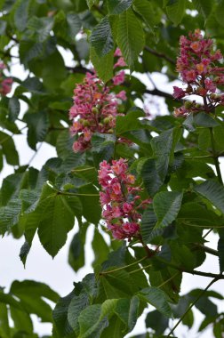 Kızıl Kestane 'nin makro manzaralı ağacı, çiçekler, Kızıl Kestane, Aesculus carnea, Hybrid Eesculus hipocastanum, Aesculus pavia