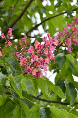 Kızıl Kestane 'nin makro manzaralı ağacı, çiçekler, Kızıl Kestane, Aesculus carnea, Hybrid Eesculus hipocastanum, Aesculus pavia