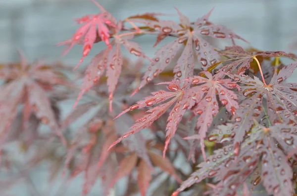 Czerwone Liście Klonu Japońskiego Acer Japonicum Rozmytym Tle Parku Kroplami — Zdjęcie stockowe
