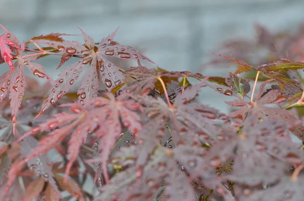 Червоне Листя Японського Клена Acer Japonicum Розмитому Фоні Парку Краплями — стокове фото