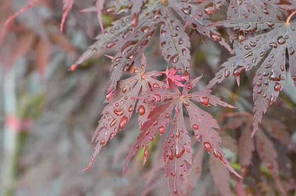 Красные Листья Японского Клена Acer Japonicum Размытом Фоне Парке Капельками — стоковое фото