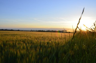 Buğday tarlasında parlak gün doğumu. Kırsal çayırlarda batan güneş ışınlarının boşluğunu kopyala