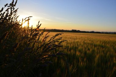 Buğday tarlasında parlak gün doğumu. Kırsal çayırlarda batan güneş ışınlarının boşluğunu kopyala