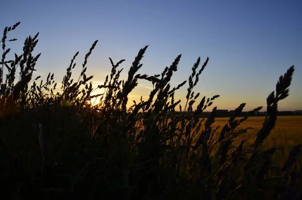Прекрасний Захід Сонця Полі — стокове фото