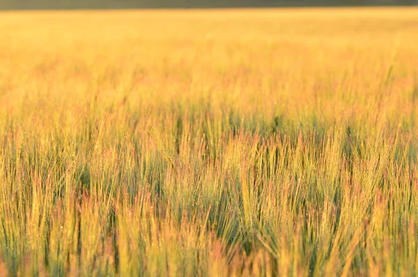 Buğday Tarlasında Parlak Gün Doğumu Kırsal Çayırlarda Batan Güneş Işınlarının — Stok fotoğraf