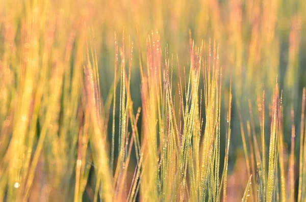 Světlý Východ Slunce Nad Pšeničným Polem Kopírovat Prostor Zapadajících Slunečních — Stock fotografie