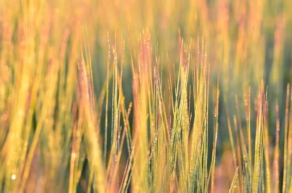 Красива Зелена Трава Полі — стокове фото