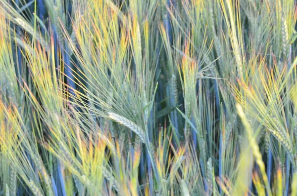 Herbe Verte Dans Forêt — Photo